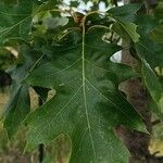 Quercus velutina Yaprak