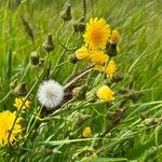 Sonchus arvensisCvet