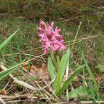 Dactylorhiza sambucina Хабит