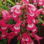 Penstemon barbatus Flower