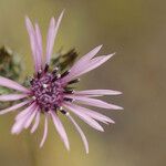 Volutaria tubuliflora Flor