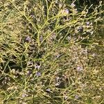 Limonium carolinianum Fleur