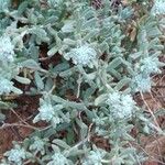 Teucrium dunense Hoja