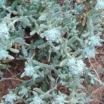 Teucrium dunense List