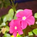 Catharanthus roseusÕis