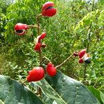 Paullinia elegans Fruit