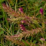 Melampyrum arvense Leaf