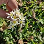 Nothoscordum bivalve ফুল