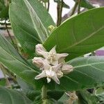 Calotropis gigantea Flor