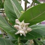 Calotropis gigantea Flors