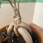 Ficus microcarpa Kůra