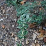 Salvia dorrii Leaf