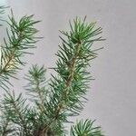 Picea glauca Frunză