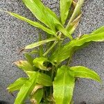 Zingiber mioga Leaf
