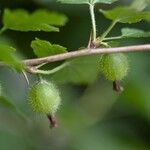 Ribes uva-crispa Fruit