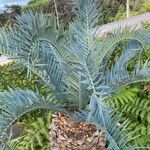 Encephalartos trispinosus Anders