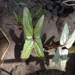 Ipomoea imperati Leaf