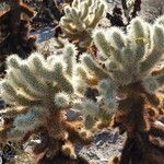 Cylindropuntia bigelovii ᱥᱟᱠᱟᱢ