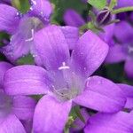 Campanula portenschlagianaKvet