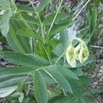 Lathyrus palustris Floare