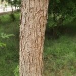 Dalbergia latifolia Bark