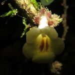 Drymonia macrophylla Blomst