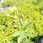 Senecio cacaliaster Flor