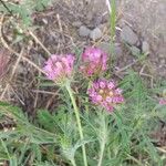 Lomelosia stellata Blomst