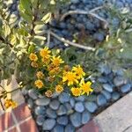 Senecio decaryi Flor