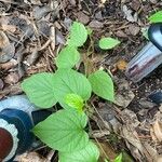 Jacquemontia tamnifolia Blatt