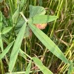 Trifolium purpureum Liść