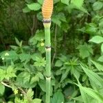 Equisetum laevigatum ফুল