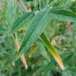 Epilobium hirsutumLeaf