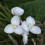 Libertia chilensis Blomst