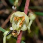 Pyrola chlorantha Flower