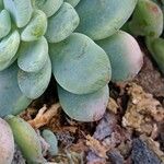 Sedum clavatum 葉