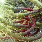 Arthrocnemum macrostachyum Fula