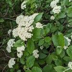 Viburnum lantanaFeuille