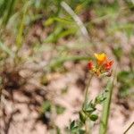 Lotus parviflorus 花
