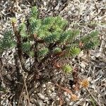 Euphorbia pithyusa Habit