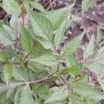 Bidens frondosa Folha