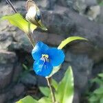 Commelina tuberosa ফুল