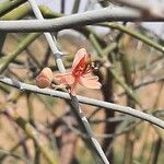 Capparis decidua Flower