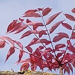 Toona sinensis Leaf