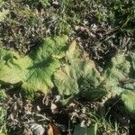 Arctium nemorosum Feuille