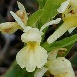 Dactylorhiza insularis Flower