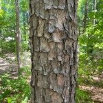 Pinus echinata Corteza