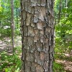 Pinus echinata Bark