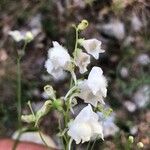 Linaria nivea Flor