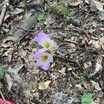 Colchicum speciosum 花